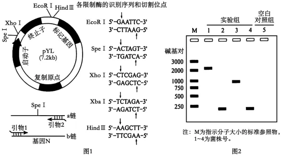 高考真题‖2025高考生物学真题分类汇编专题十七之03 基因工程的基本操作程序及应用和蛋白质工程(2) 第2张
