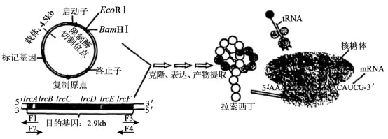 高考真题‖2025高考生物学真题分类汇编专题十七之03 基因工程的基本操作程序及应用和蛋白质工程(2) 第3张