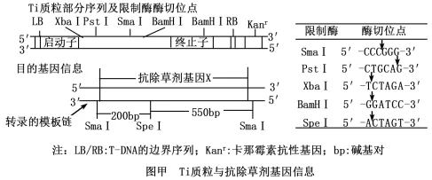 高考真题‖2025高考生物学真题分类汇编专题十七之03 基因工程的基本操作程序及应用和蛋白质工程(2) 第5张
