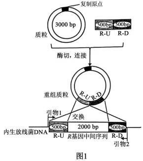 高考真题‖2025高考生物学真题分类汇编专题十七之03 基因工程的基本操作程序及应用和蛋白质工程(2) 第7张