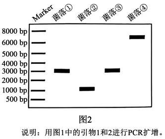 高考真题‖2025高考生物学真题分类汇编专题十七之03 基因工程的基本操作程序及应用和蛋白质工程(2) 第8张