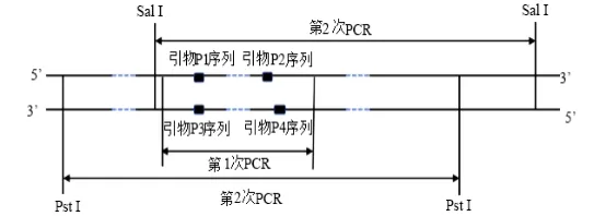 高考真题‖2025高考生物学真题分类汇编专题十七之03 基因工程的基本操作程序及应用和蛋白质工程(2) 第9张