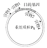 高考真题‖2025高考生物学真题分类汇编专题十七之03 基因工程的基本操作程序及应用和蛋白质工程(2) 第10张