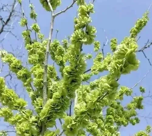 26山东真题:农创客?能为乡村带来新理念、新技术、新业态,与传统农业形成“新与老的交织和转化”?对此,谈谈你的理解与看法. 第1张