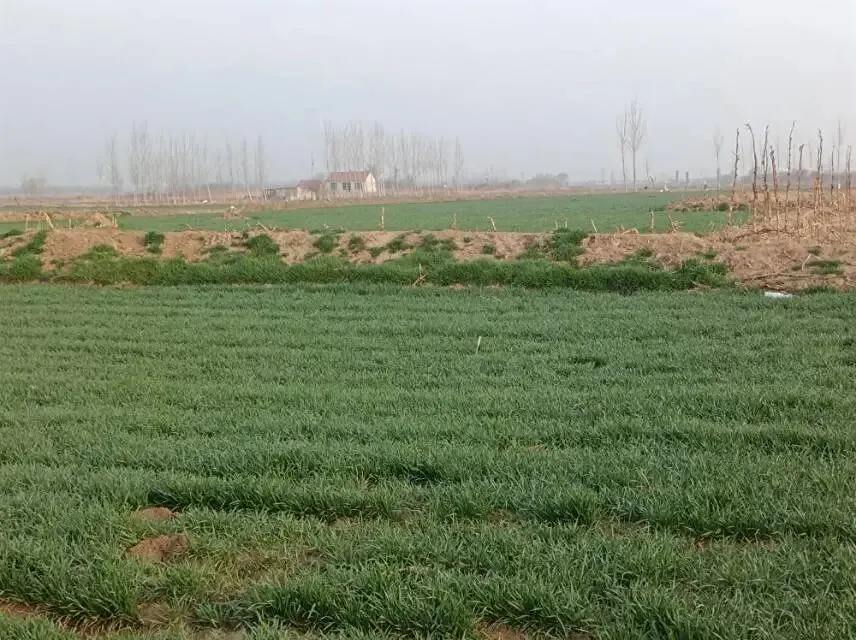 26山东真题:农创客?能为乡村带来新理念、新技术、新业态,与传统农业形成“新与老的交织和转化”?对此,谈谈你的理解与看法. 第4张