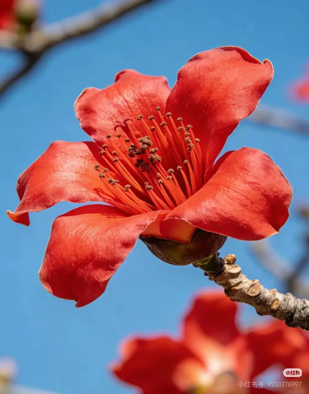 2026中考作文前瞻:托物言志类写作通关指南——附《蜉蝣》《木棉》《墙角小花》三篇范文,拿下一类文 第8张