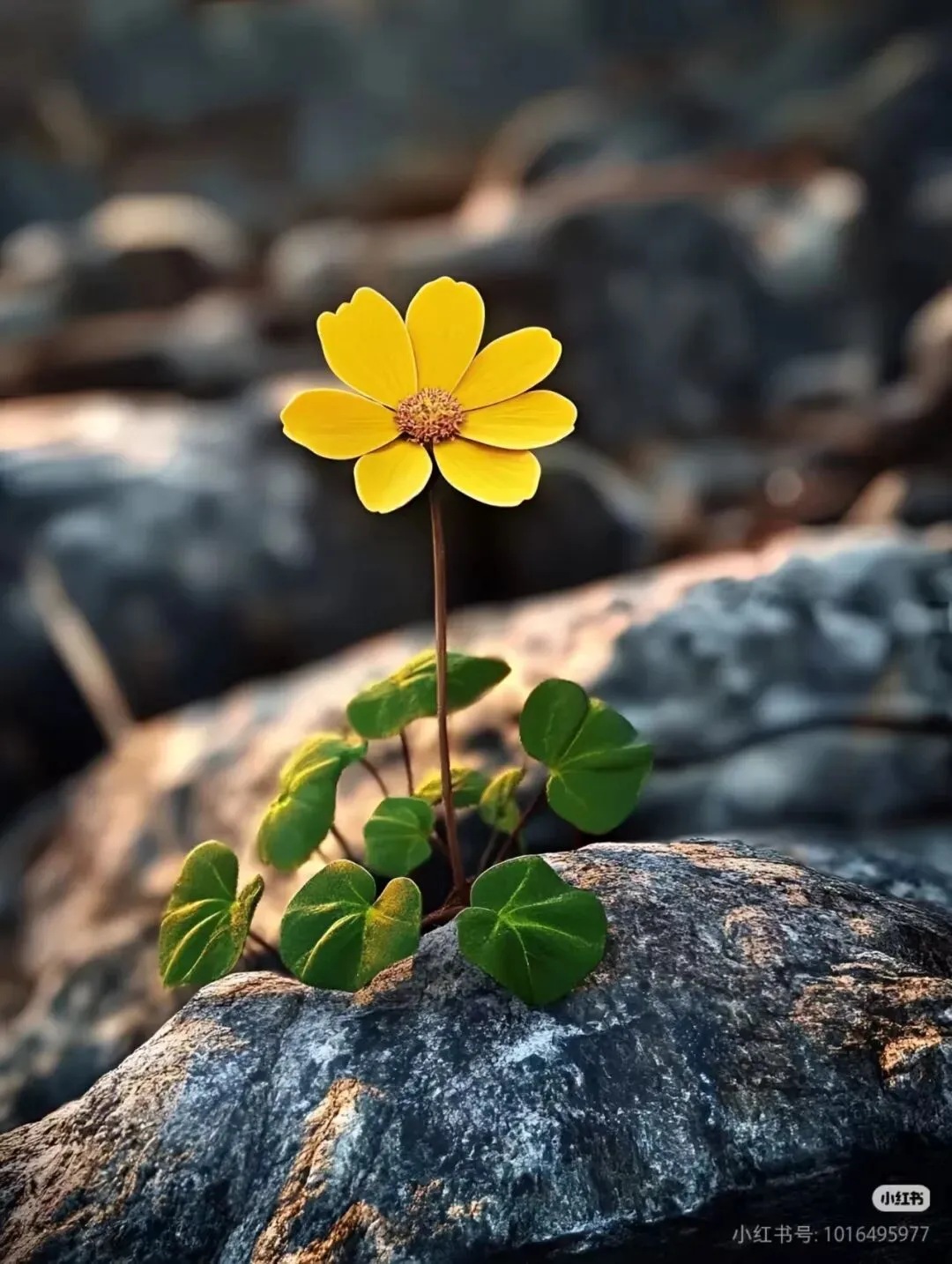 2026中考作文前瞻:托物言志类写作通关指南——附《蜉蝣》《木棉》《墙角小花》三篇范文,拿下一类文 第10张