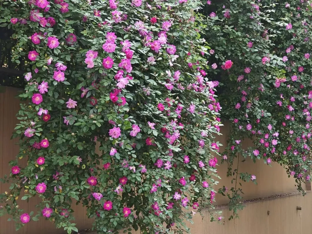 语文中考复习丨“古诗词致用”一举两得 第3张