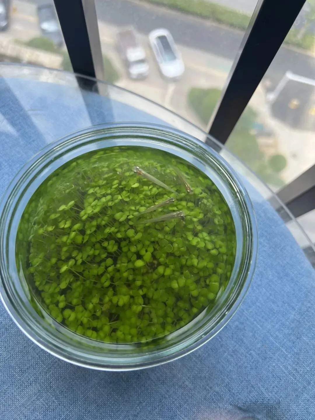 中考倒计时不足60天,家长需要做什么? 第1张