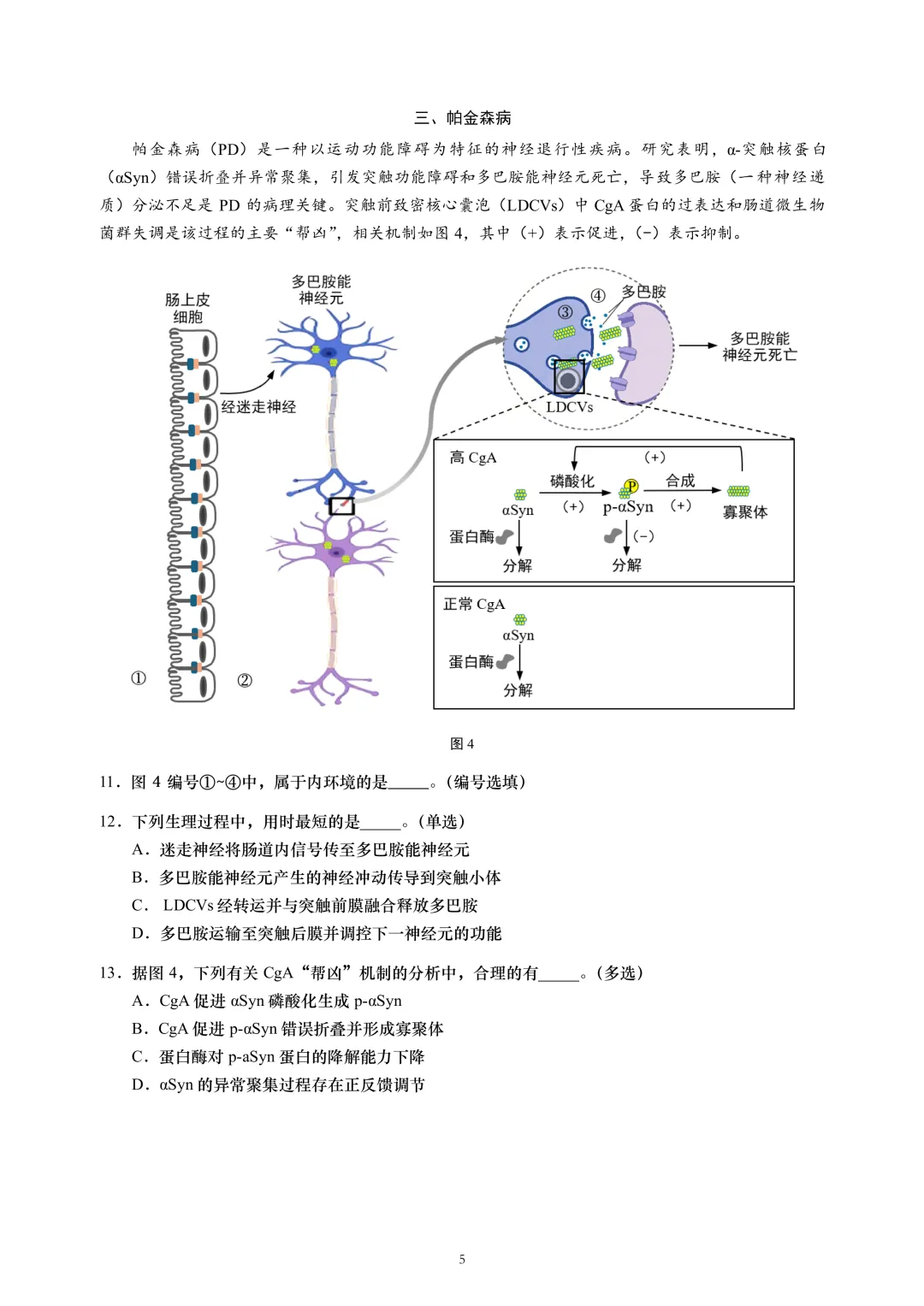 上海市2026届黄浦区高三二模生物试卷及答案 第5张