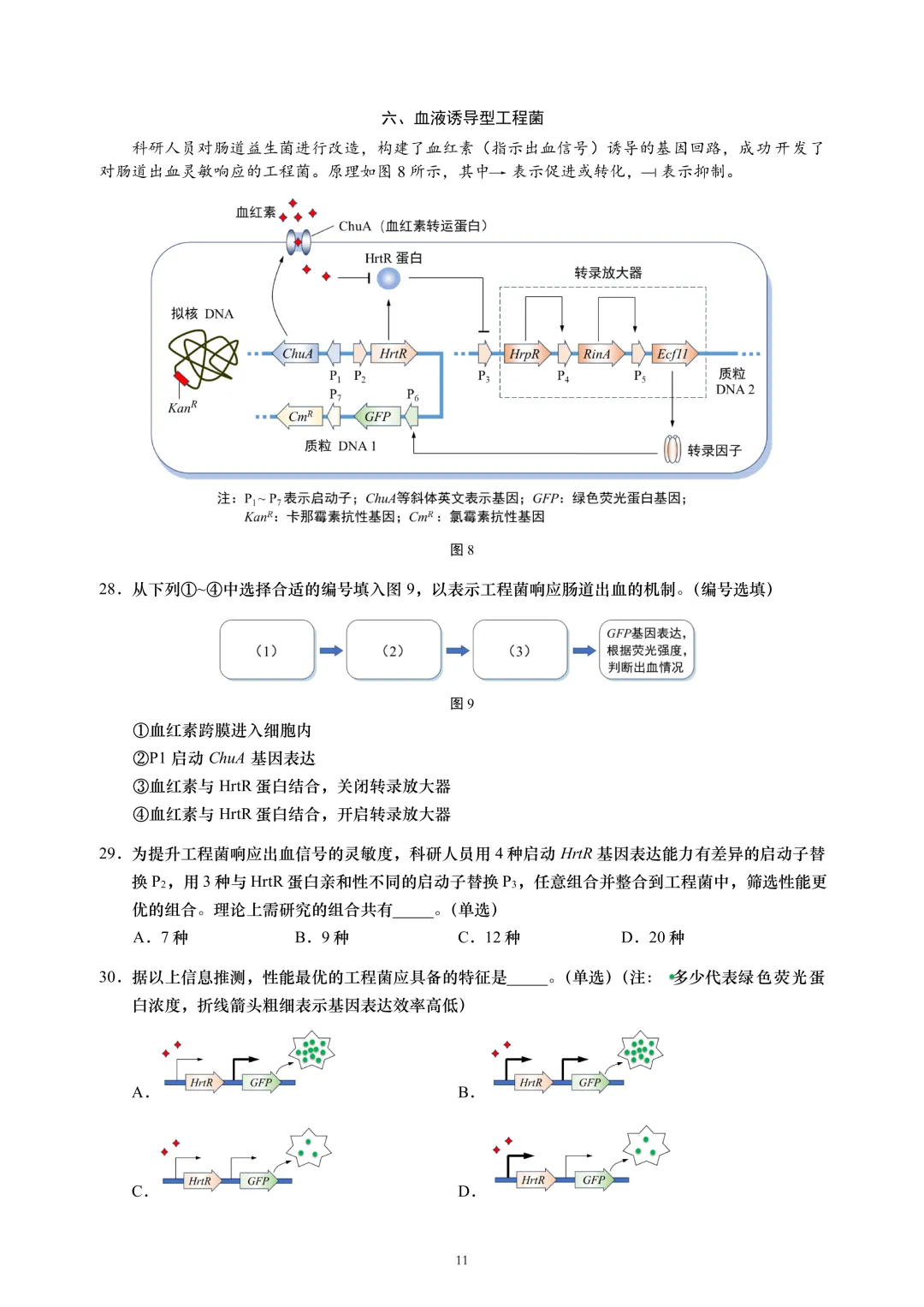 上海市2026届黄浦区高三二模生物试卷及答案 第11张