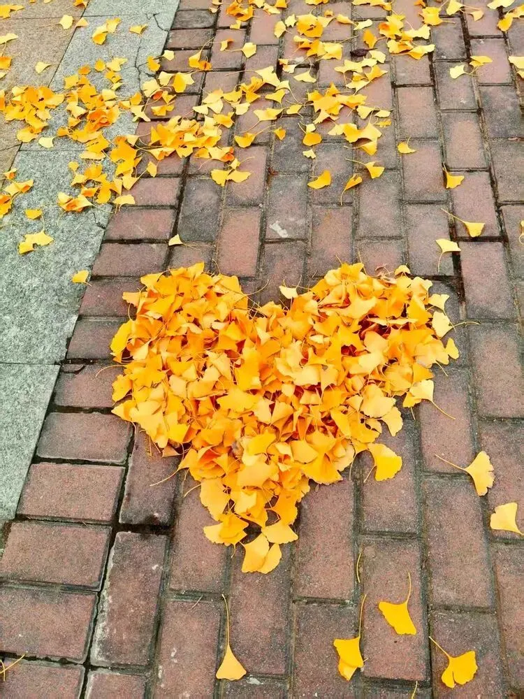 致中考少年:全力以赴,终见星光 第8张