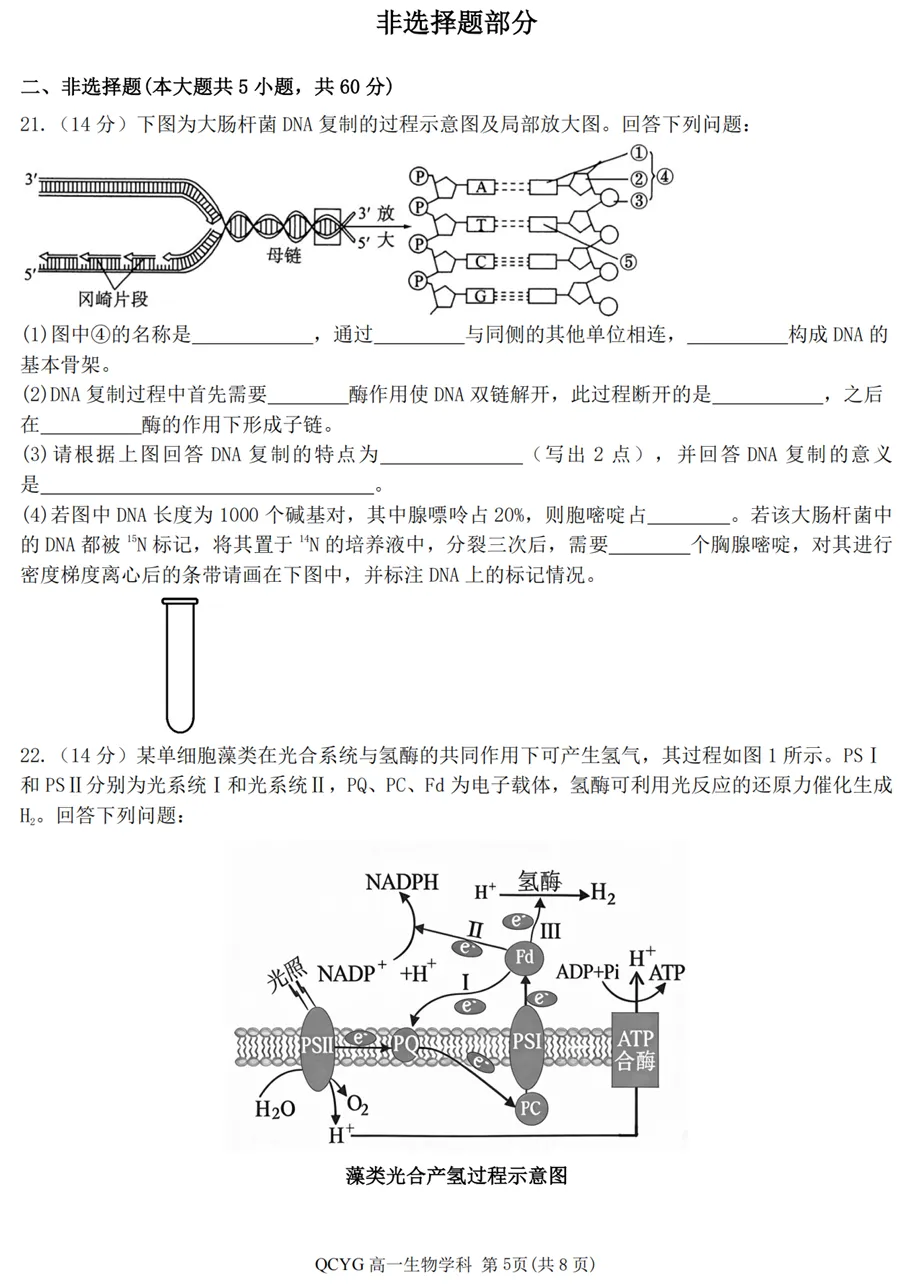 2026年4月七彩阳光高一期中联考生物试卷、答案 第5张