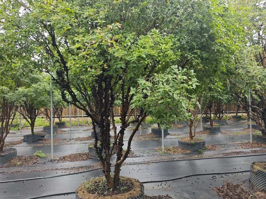 写给离中考还有50天左右的初三毕业生,这些话可要记住了(中考2601) 第3张