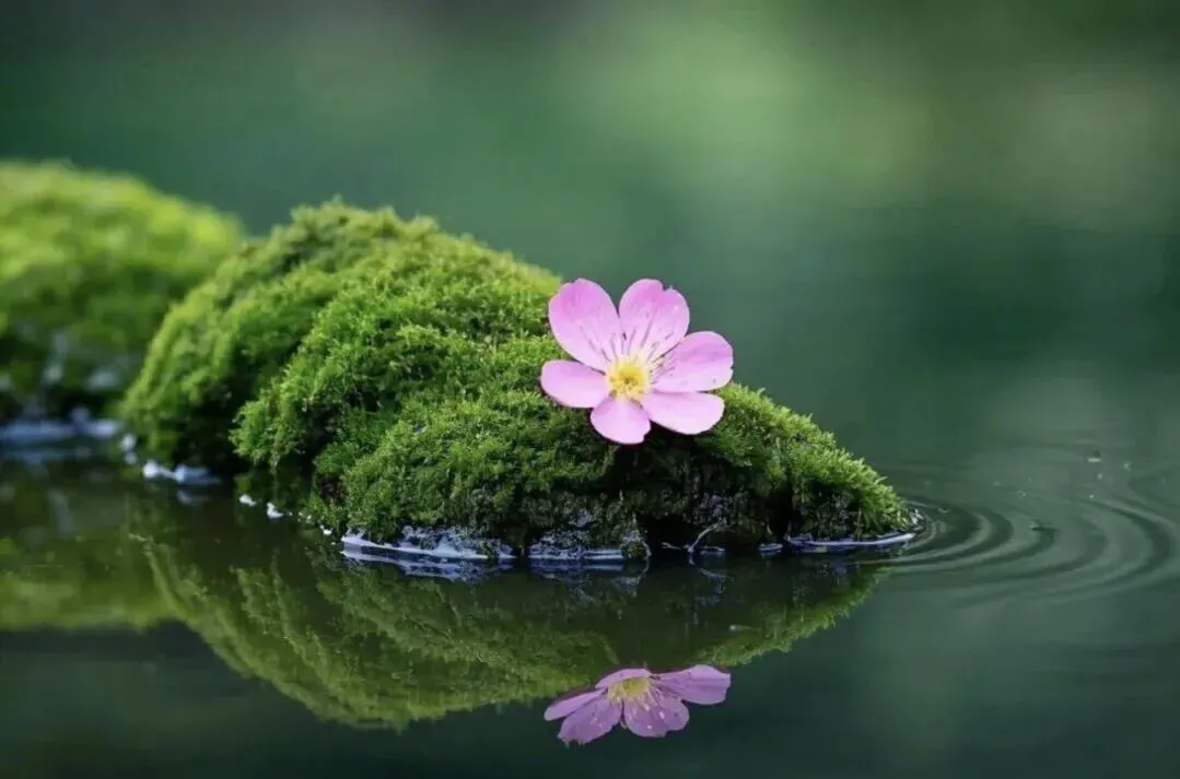 一轮复习|九下古诗文理解默写真题训练 第1张