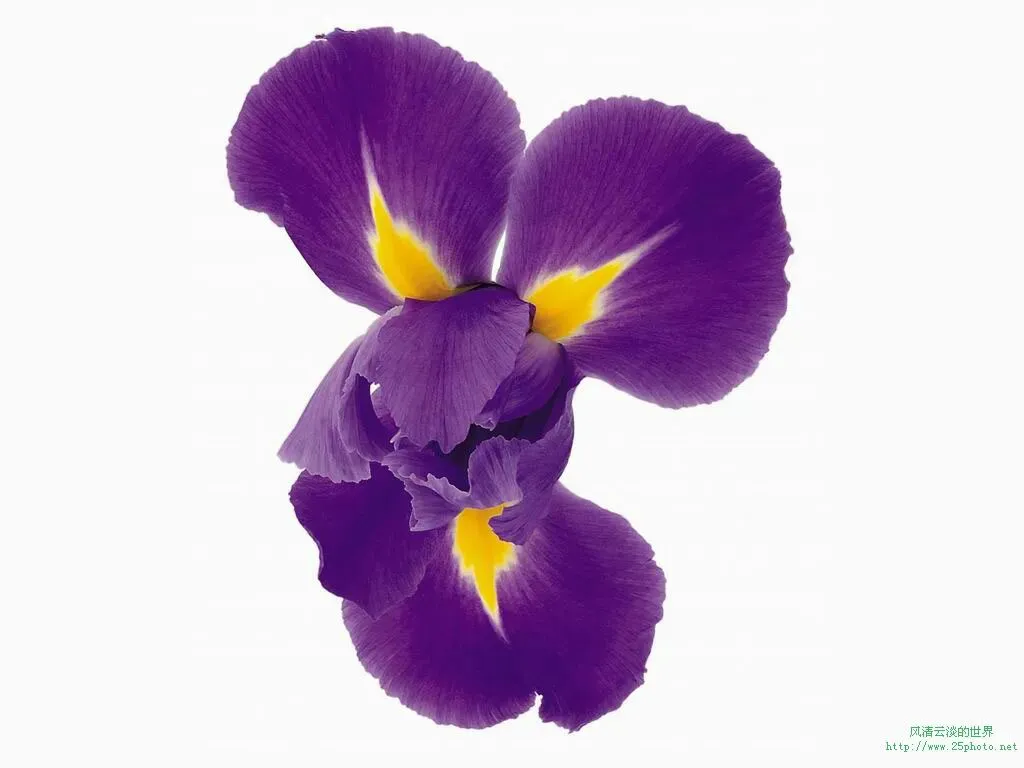 材料作文“爱心”(2008年新疆中考满分作文) 第1张