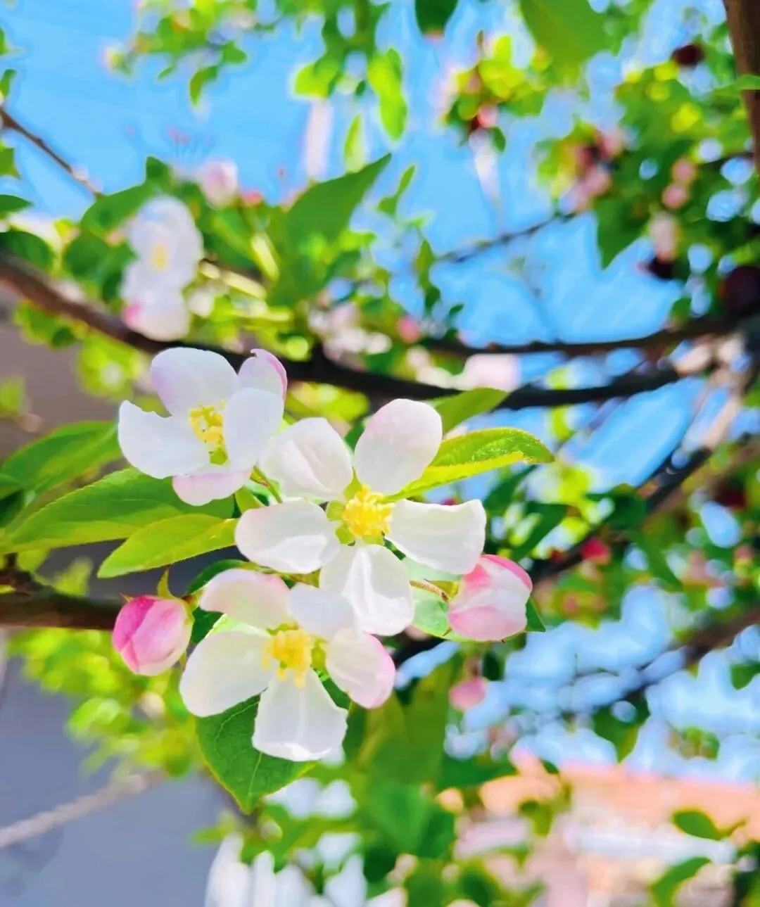 陕西商洛市2026年高三年级第二次模拟考试数学试题 第1张