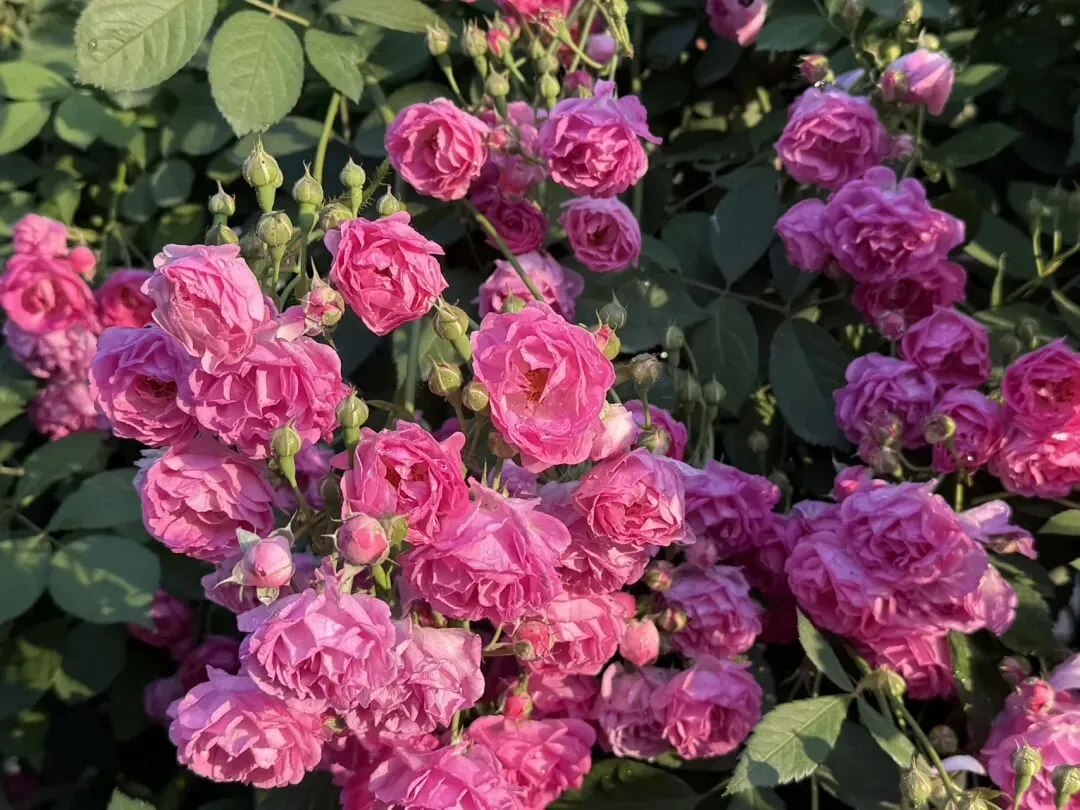 【中考】解码命题方向,把握备考关键——关于2026年中考道德与法治复习的几点思考 第2张