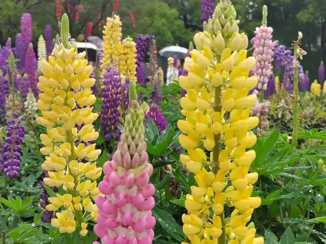 落笔生花:中考作文九大主题·情景开头结尾45例 第1张