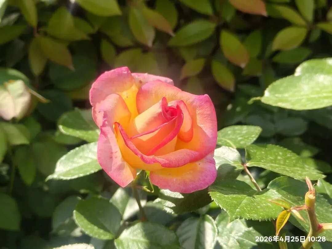 【1513】《一程中考路,半生育人情》 第1张