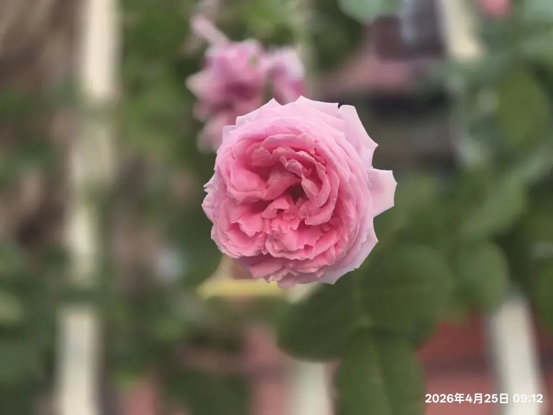 【1513】《一程中考路,半生育人情》 第4张