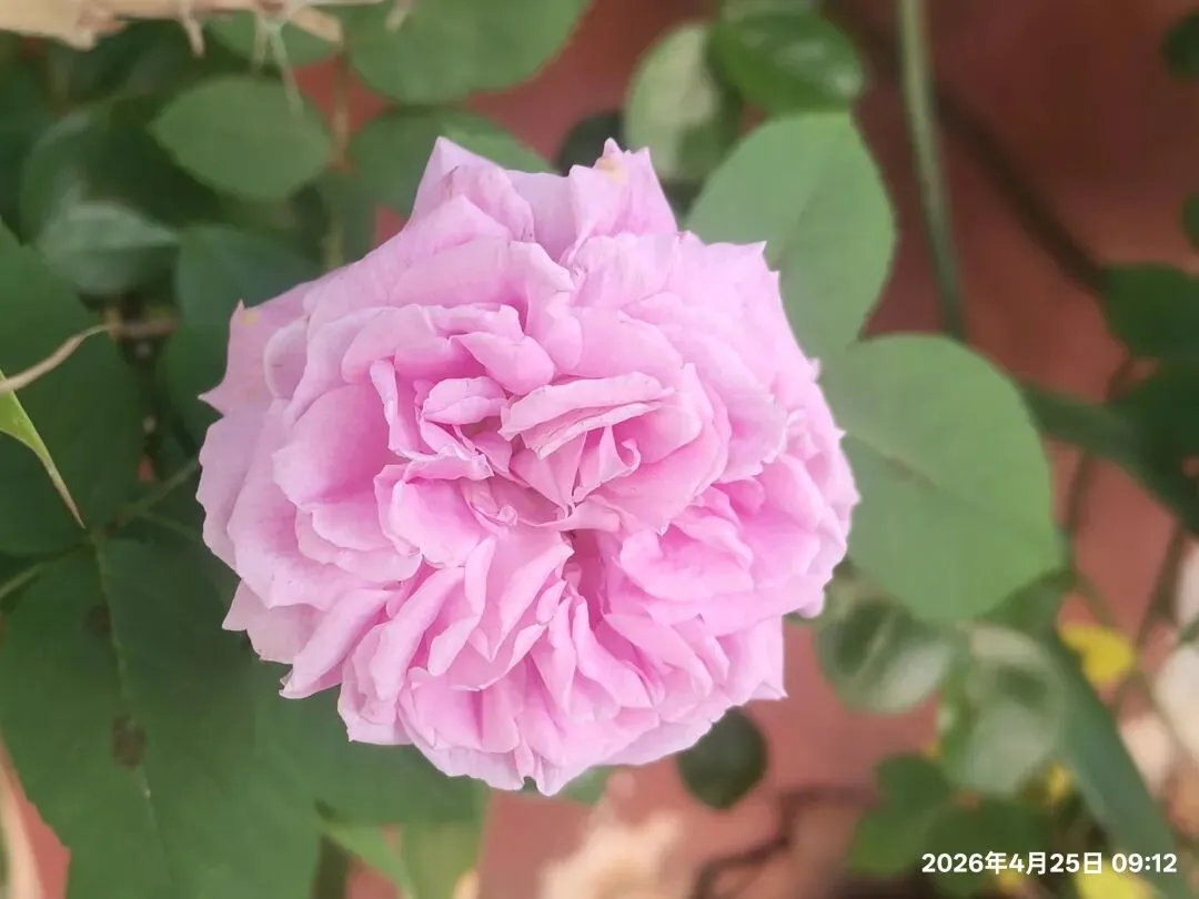 【1513】《一程中考路,半生育人情》 第5张