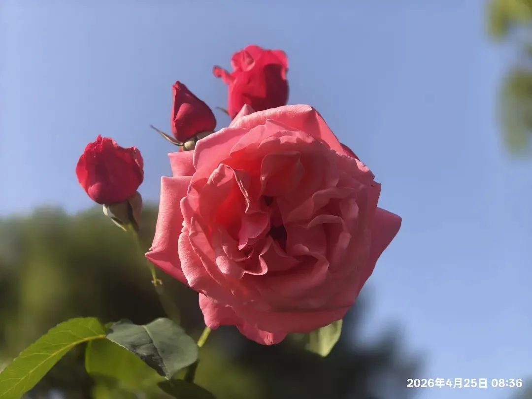 【1513】《一程中考路,半生育人情》 第6张