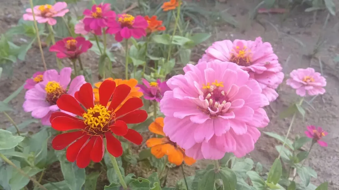 【备战中考】名言警句式作文“苔花追梦”主题 审题+标题+范文(汕尾二模作文题) 第1张