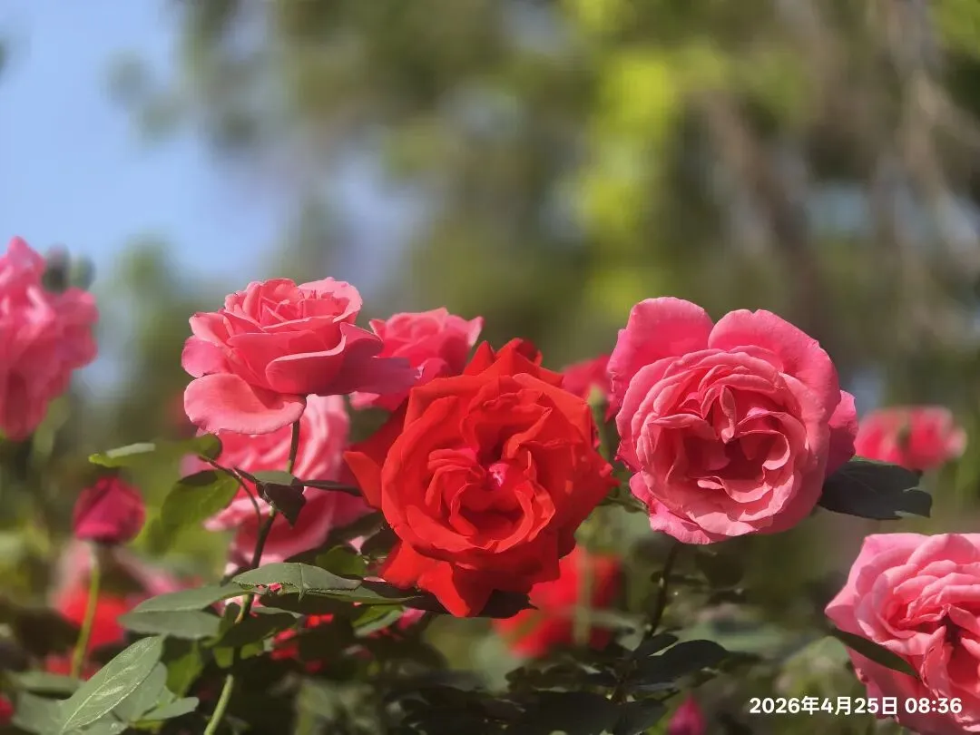 【1513】《一程中考路,半生育人情》 第7张