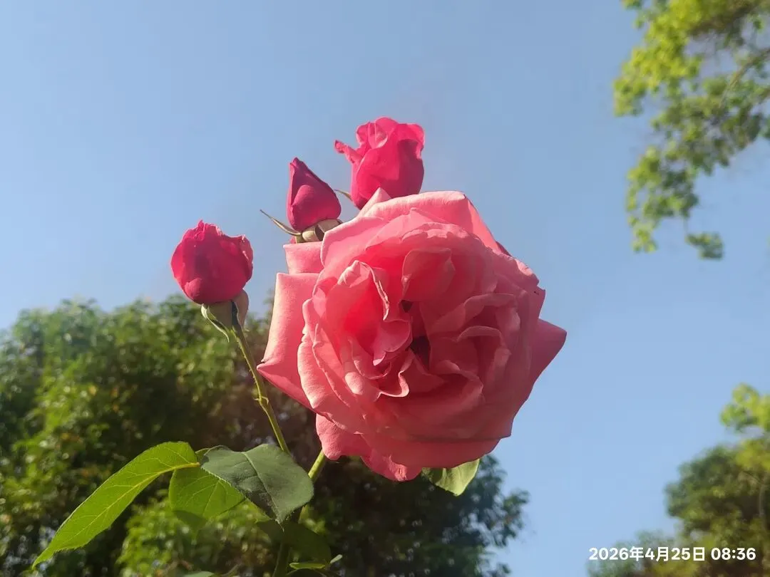 【1513】《一程中考路,半生育人情》 第8张