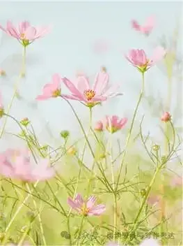 中考作文“审美”题材怎么出彩?高分范文+技法拆解来了 .(附范文,可打印) 第28张