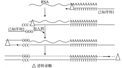 试卷精选║山东省济南市2026届高三第二次模拟考试生物试题 第1张