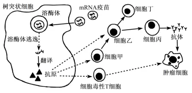 试卷精选║山东省济南市2026届高三第二次模拟考试生物试题 第5张