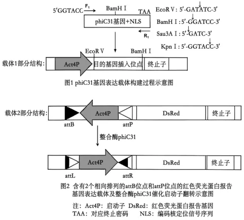 试卷精选║山东省济南市2026届高三第二次模拟考试生物试题 第9张