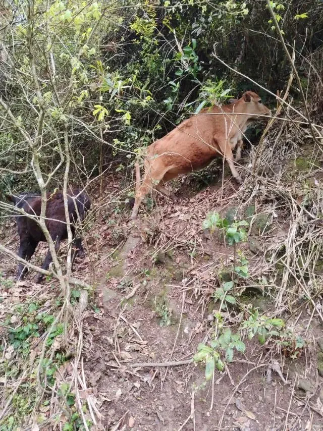 中考高分英语作文句型(开头-中间-结尾) 第2张