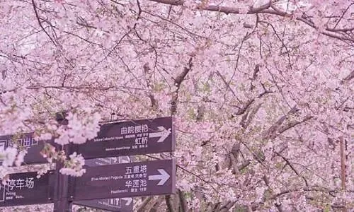 经典全书:《押送高考试卷那天,家长堵了我的车不让我进校门》【txt结局-新阅】全章节 第12张