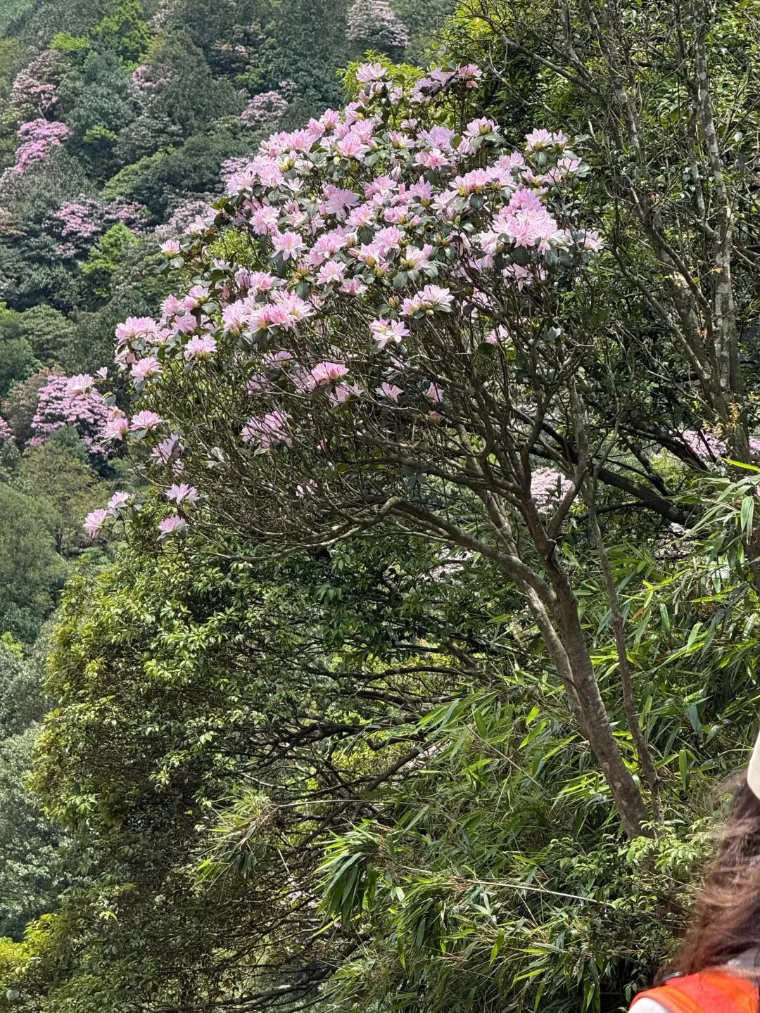 打卡刷爆朋友圈的阳春鸡笼顶:中考、青春期与孩子的户外成长之旅 第7张