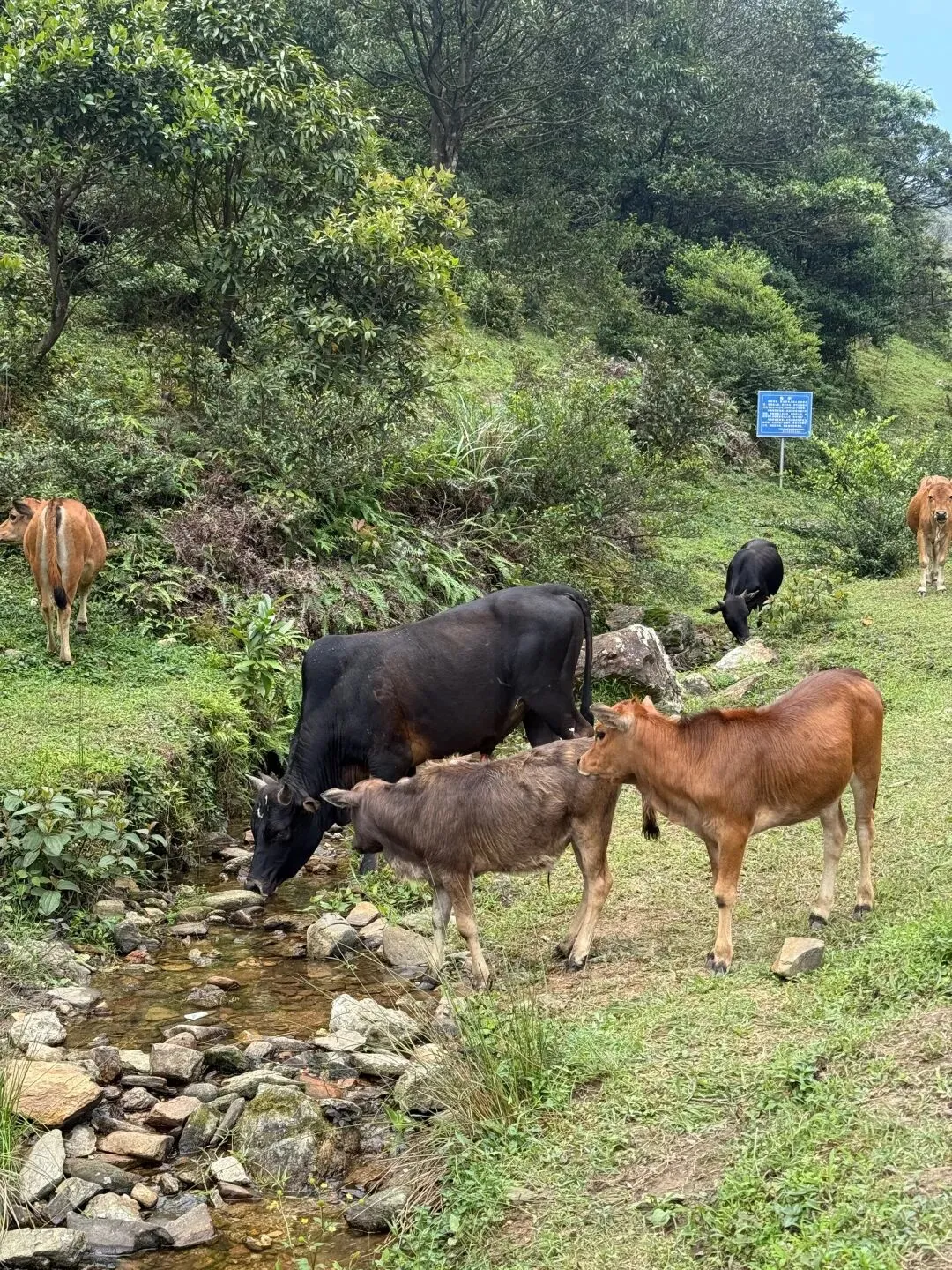 打卡刷爆朋友圈的阳春鸡笼顶:中考、青春期与孩子的户外成长之旅 第8张
