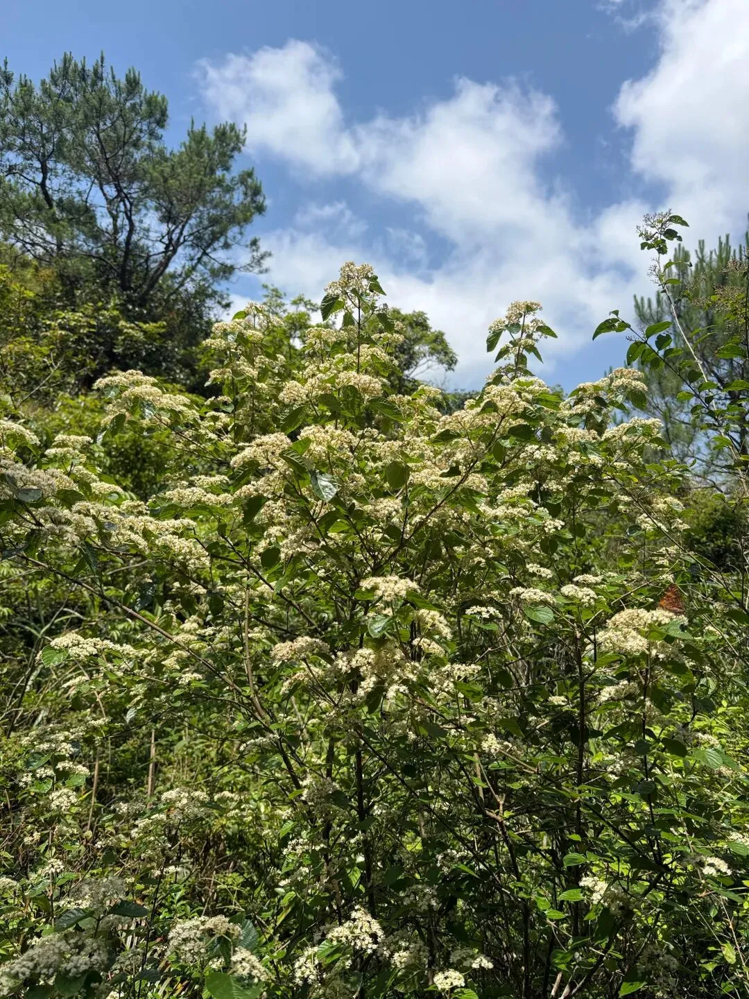 打卡刷爆朋友圈的阳春鸡笼顶:中考、青春期与孩子的户外成长之旅 第15张