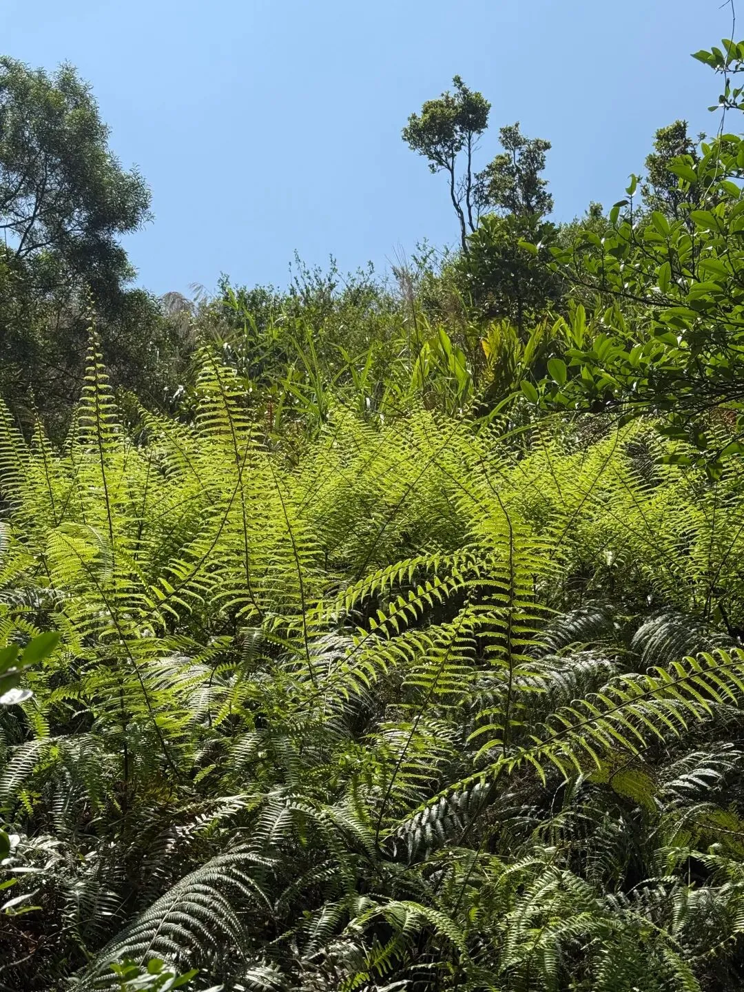 打卡刷爆朋友圈的阳春鸡笼顶:中考、青春期与孩子的户外成长之旅 第17张