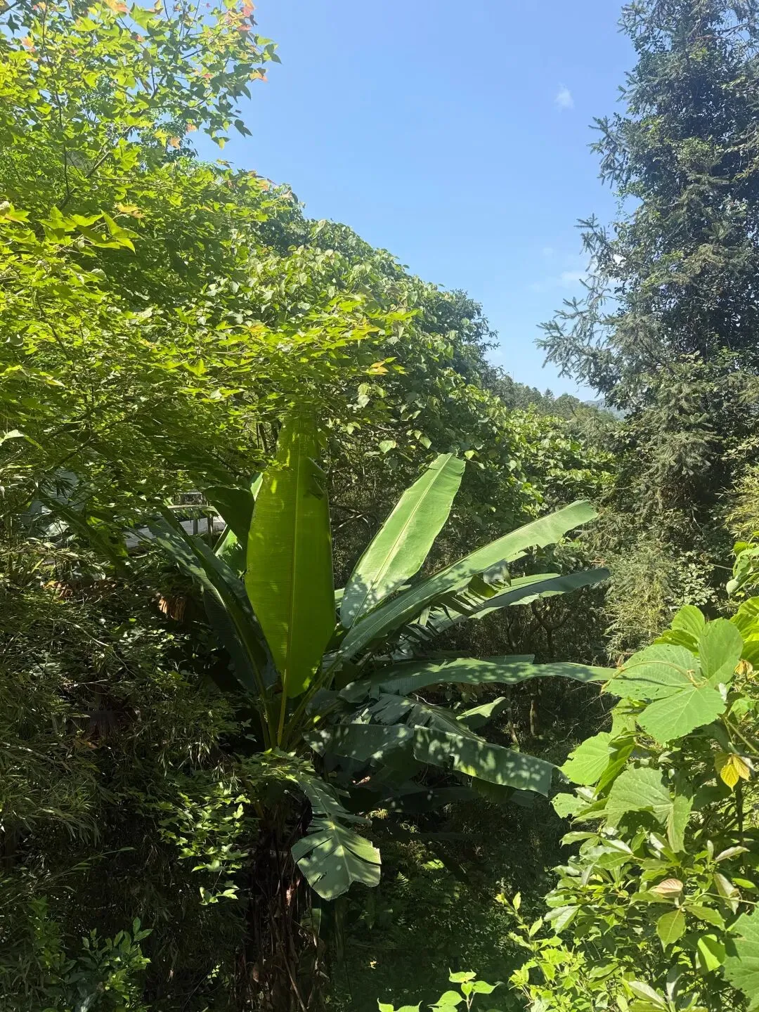 打卡刷爆朋友圈的阳春鸡笼顶:中考、青春期与孩子的户外成长之旅 第18张