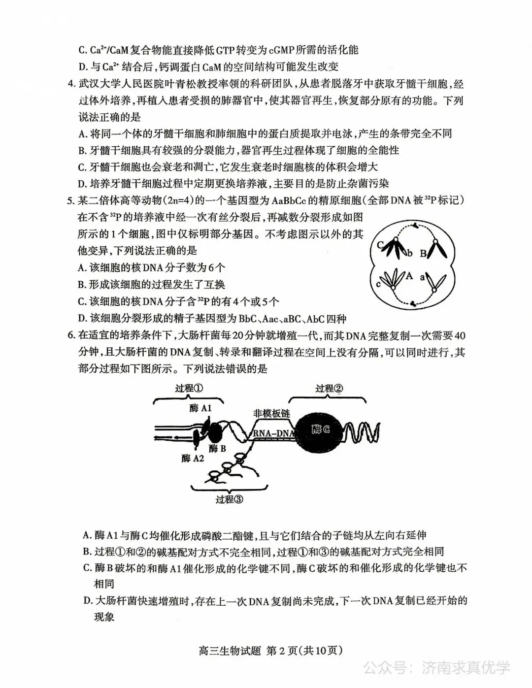 【模拟】山东省泰安市2026届高三二模考试生物试题 第2张