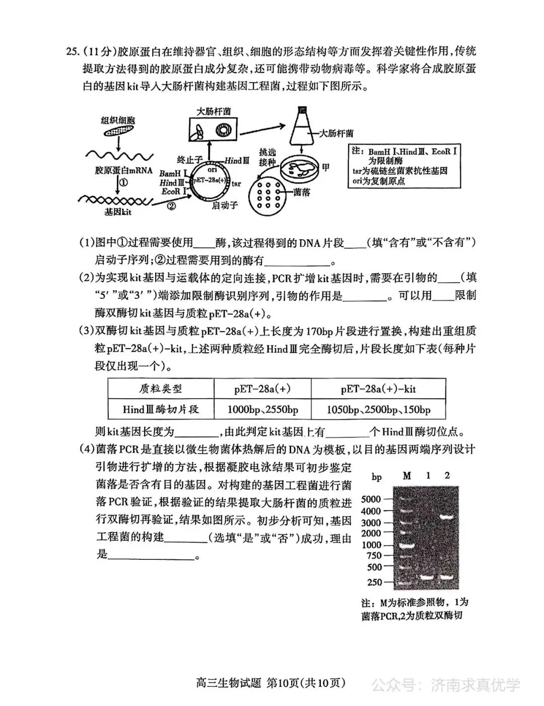 【模拟】山东省泰安市2026届高三二模考试生物试题 第10张