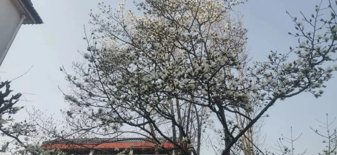 【陪读手记】期中考成绩很不理想,但愿已经触及谷底 第4张