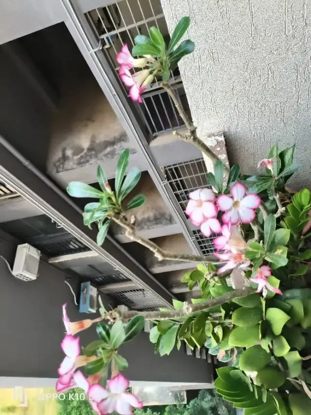 “我体育中考满分了!” 原来,困住孩子的不是缺乏努力,而是…… 第1张