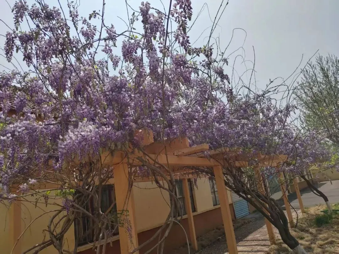 中考语文复习:名著导读每日一练 (4.25) 第1张