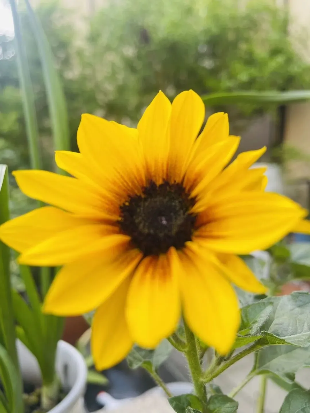 离中考还有50天 第1张