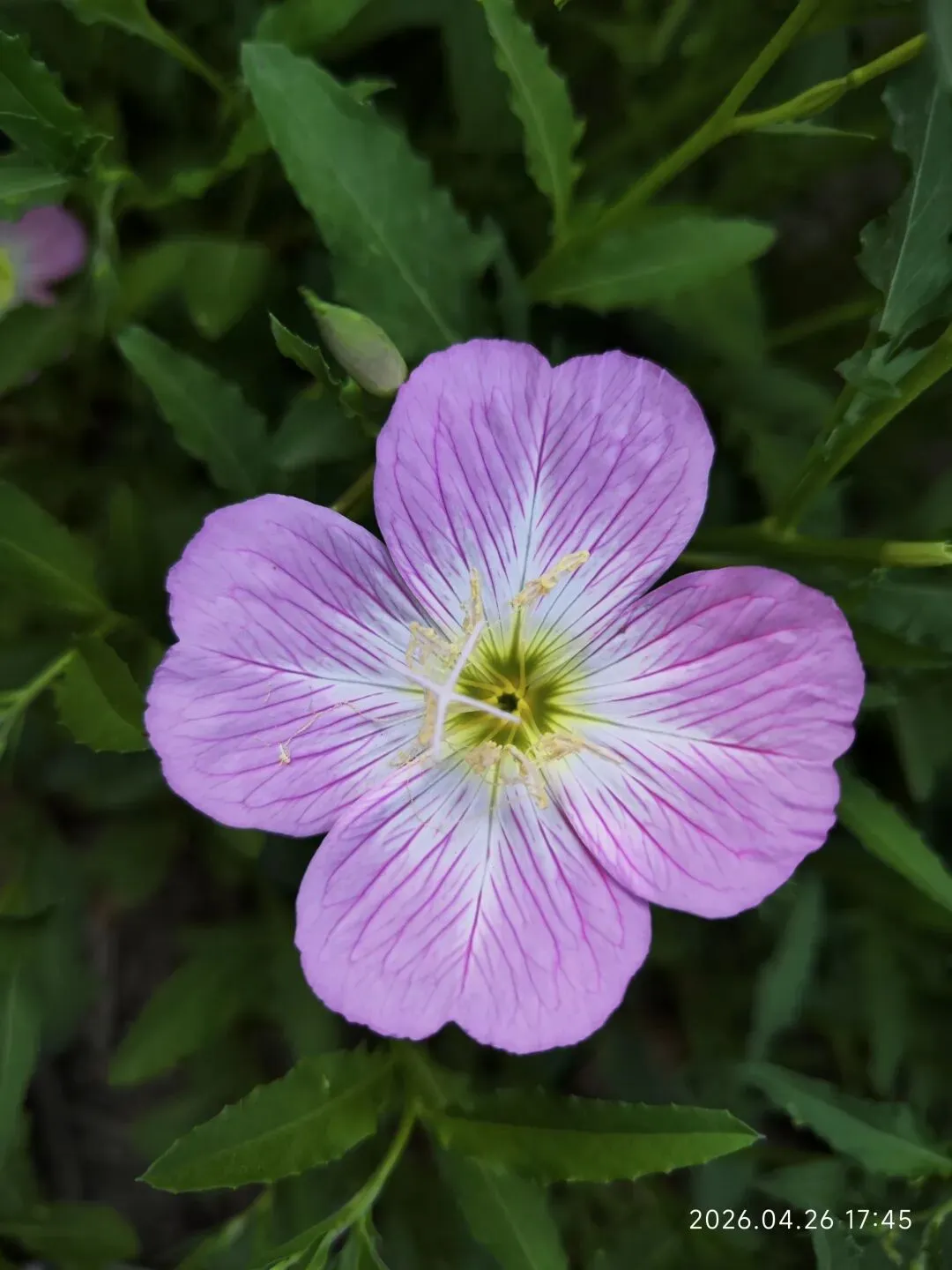 中考倒计时第55天 第1张