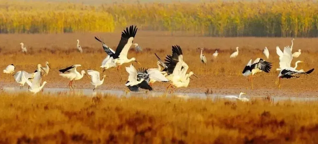 26真题:《人民日报》曾发表一篇标题为《正确地做“正确的事”》的文章.你认为基层当如何“正确地做'正确的事'”? 第2张