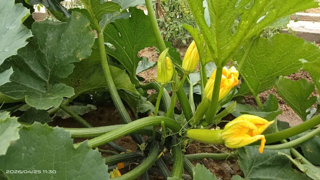 【备战中考】《藏在书里的______》作文备考资料:审题指导+精彩标题+优秀范文 第1张